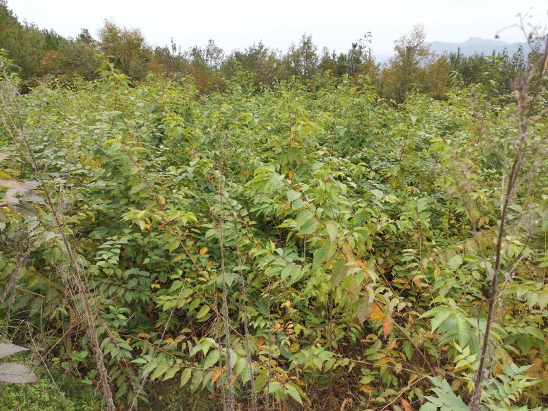 河津樱，樱花，高品质。