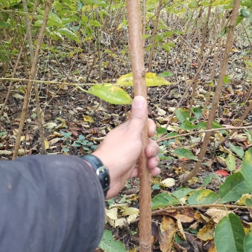 河津樱，樱花，高品质。