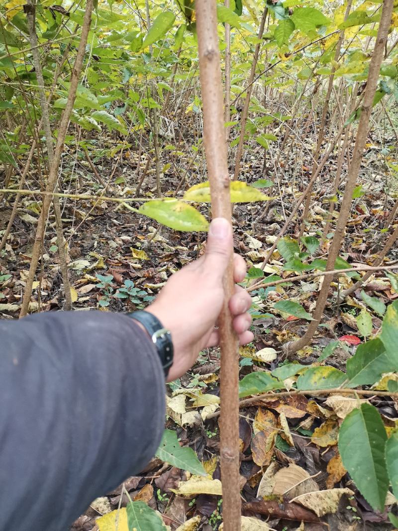河津樱，樱花，高品质。
