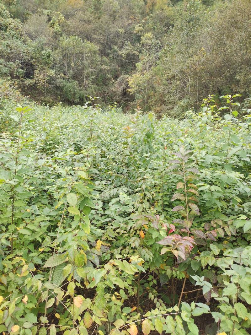 河津樱，樱花，高品质。
