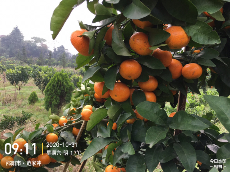 本场预售优质金秋沙糖桔