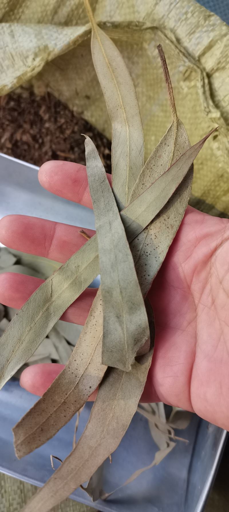 桉叶桉树叶大叶桉大桉叶实物拍摄中药材