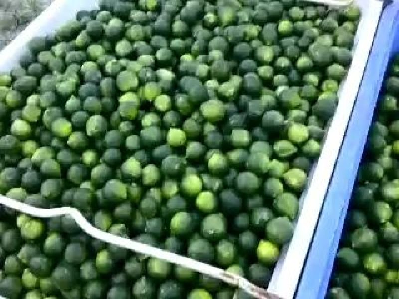 小金橘青柠檬黄柠檬水果