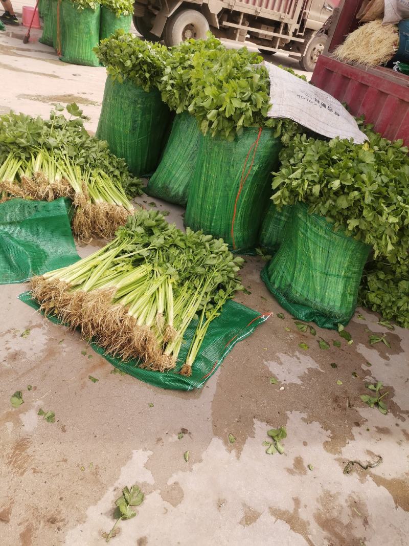 汉芹菜苗（杆绿色抗温抗寒）