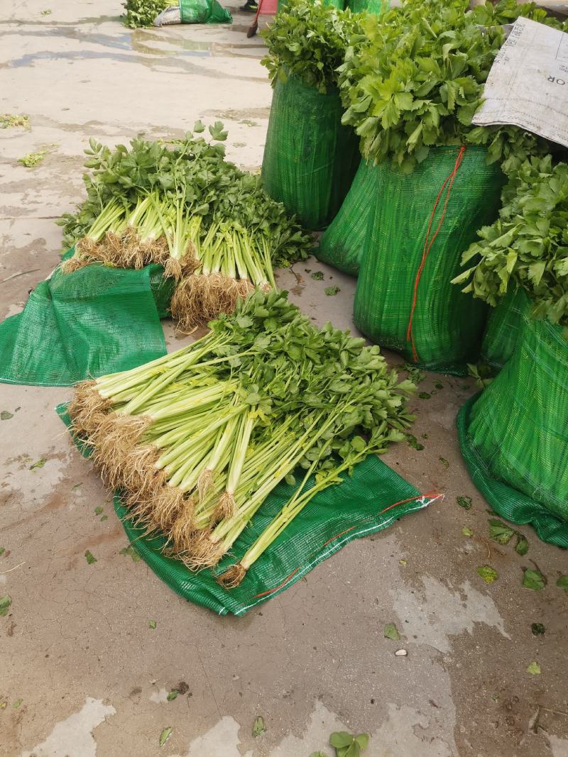 汉芹菜苗（杆绿色抗温抗寒）