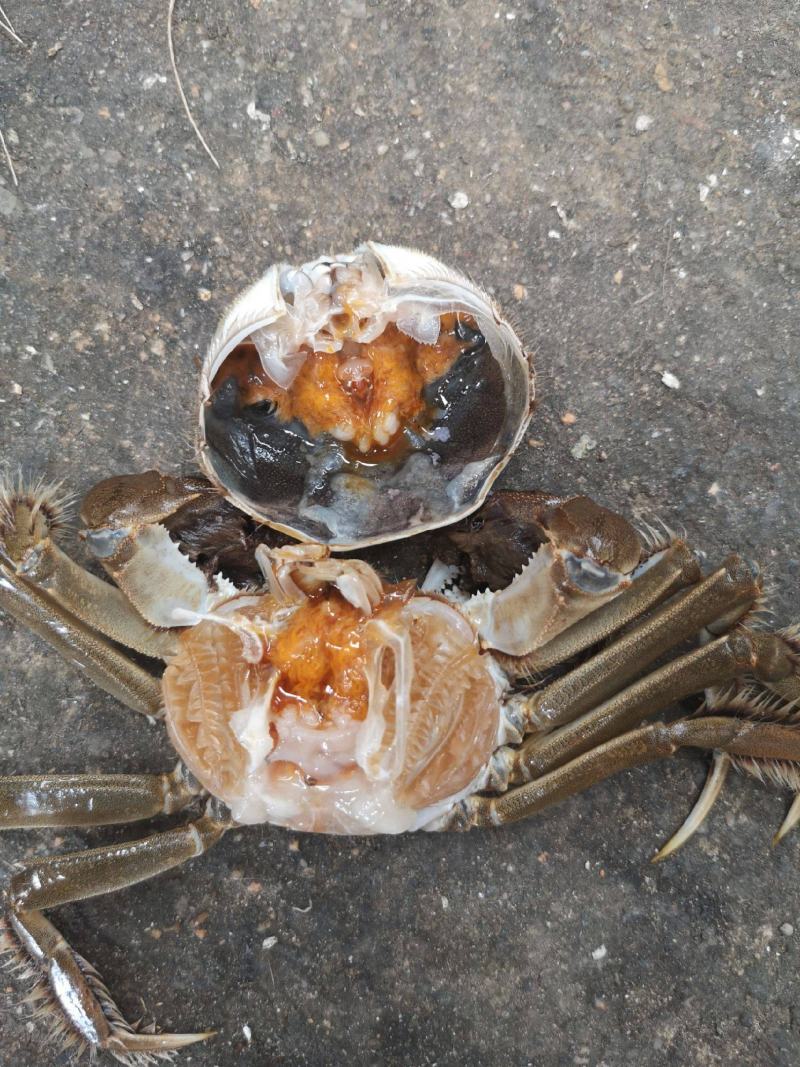 优质湖北河蟹鲜冻湖北河蟹个个满黄满膏保质保量