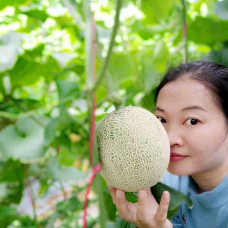 【精品】山东网纹瓜产地现货个头大口感好价格实惠量大从优