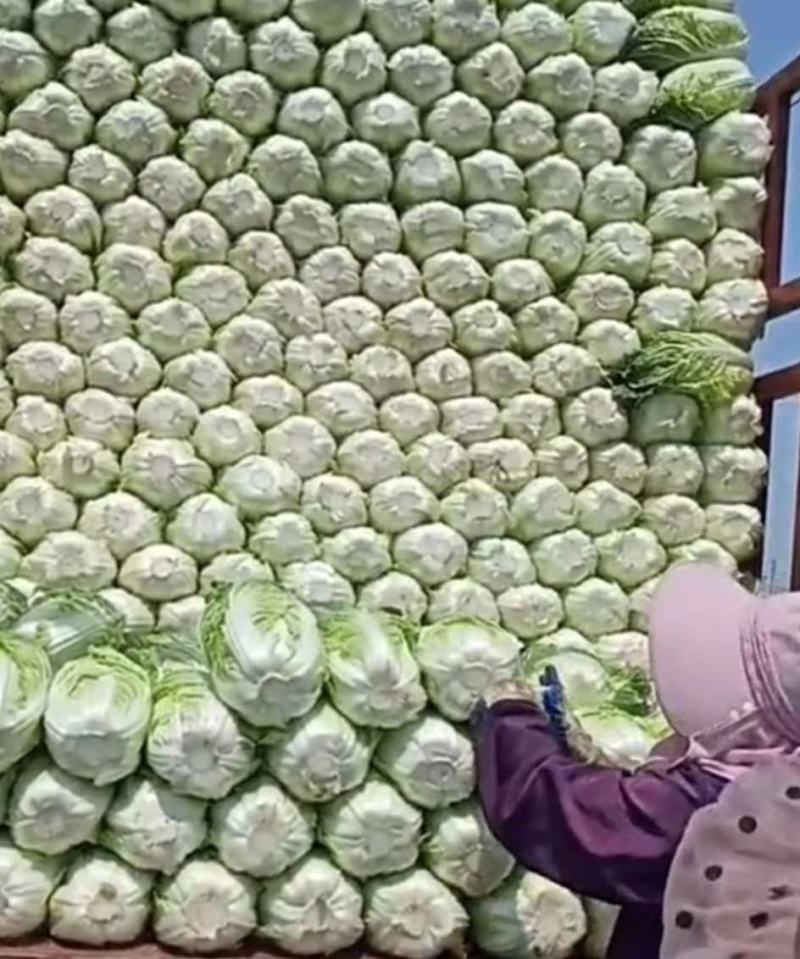 大葱鸡腿大葱精品蔬菜