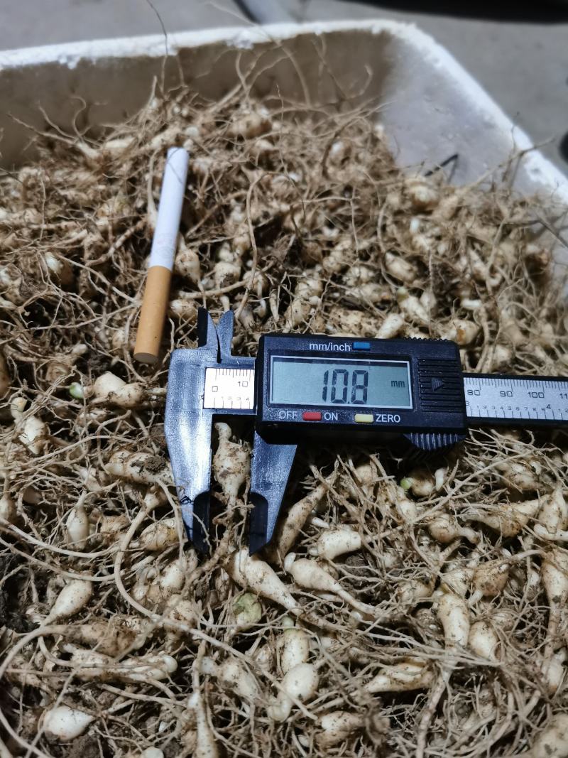 竹节参种苗，大叶竹节参，一年多年生种苗，成活率高