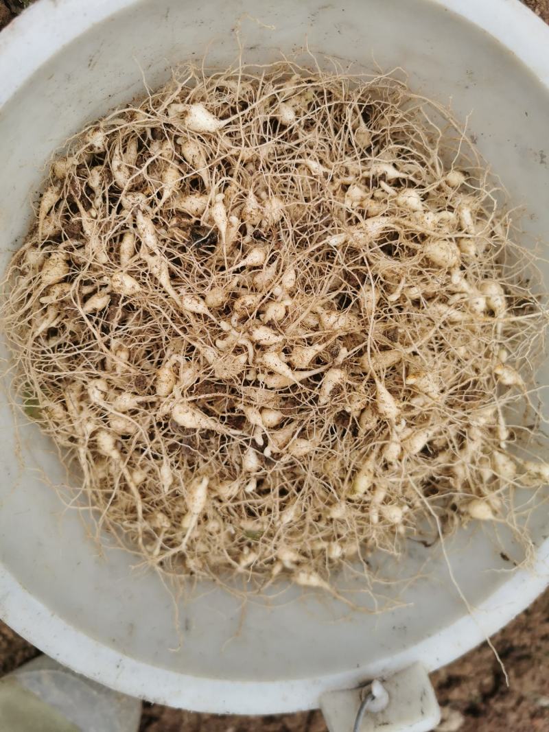 竹节参种苗，大叶竹节参，一年多年生种苗，成活率高