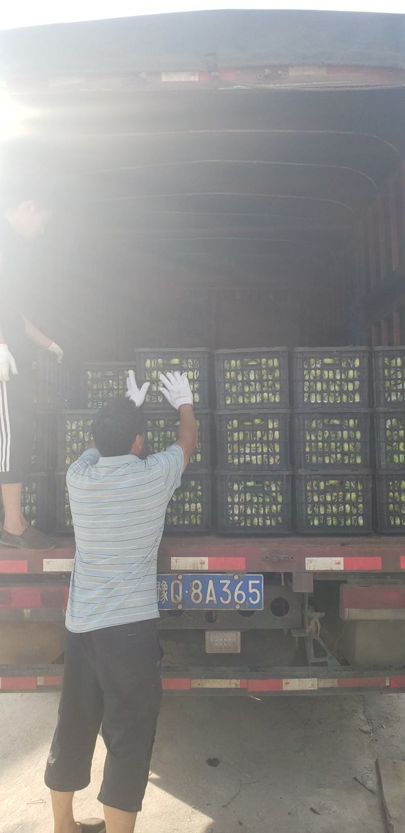 攀枝花早白蜜丁香梨欢迎对接专业产地代办口感脆甜化渣