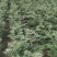 花椒苗，大红袍花椒苗批发，0.5以上。通货规格齐全。