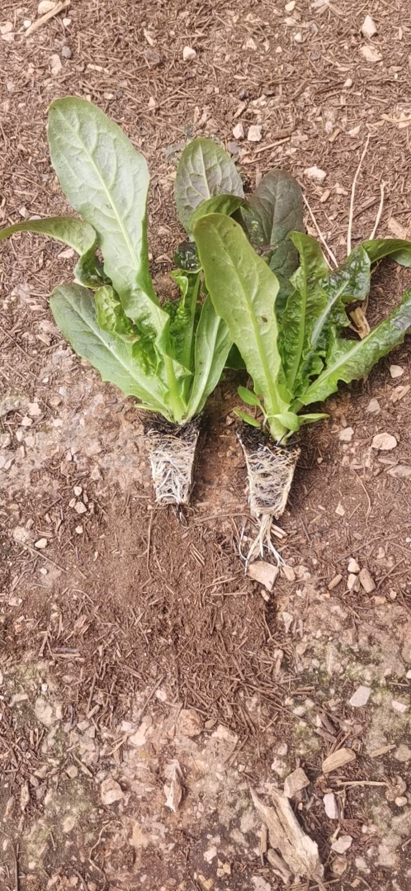 紫红窝笋苗皮薄绿肉抗寒
