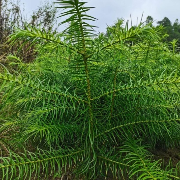 杉树苗，优质，速生，抗寒，抗旱