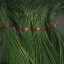 蔬菜聊城红帽蒜薹开始出售