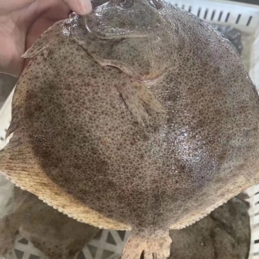 鲜活速冻多宝鱼，鲜活打捞速冻发货