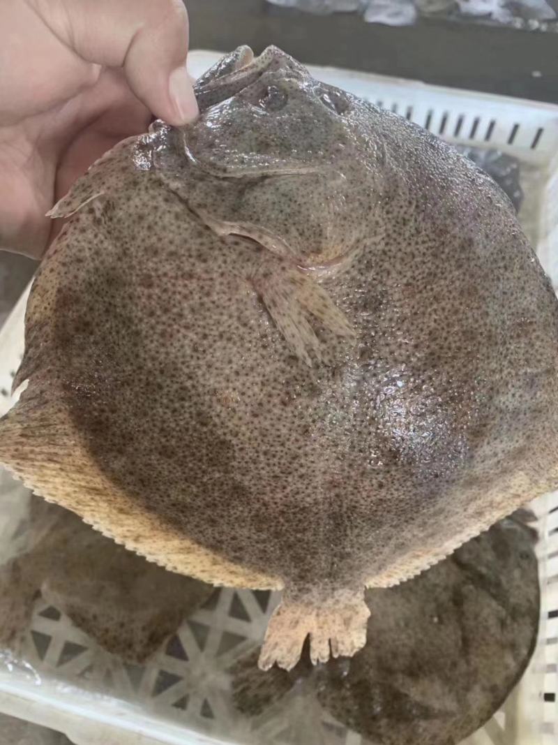 鲜活速冻多宝鱼，鲜活打捞速冻发货