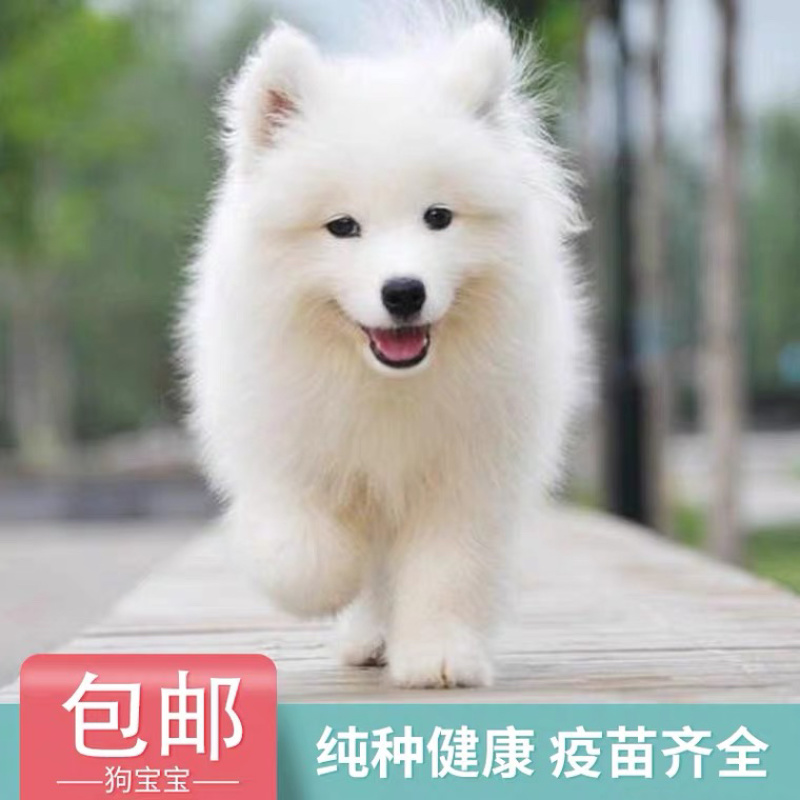 纯种萨摩耶幼犬活体微笑天使白色熊版雪橇犬