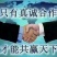 场地直销，工人养殖，黄鳝苗正大9号，良种优质，快大品种