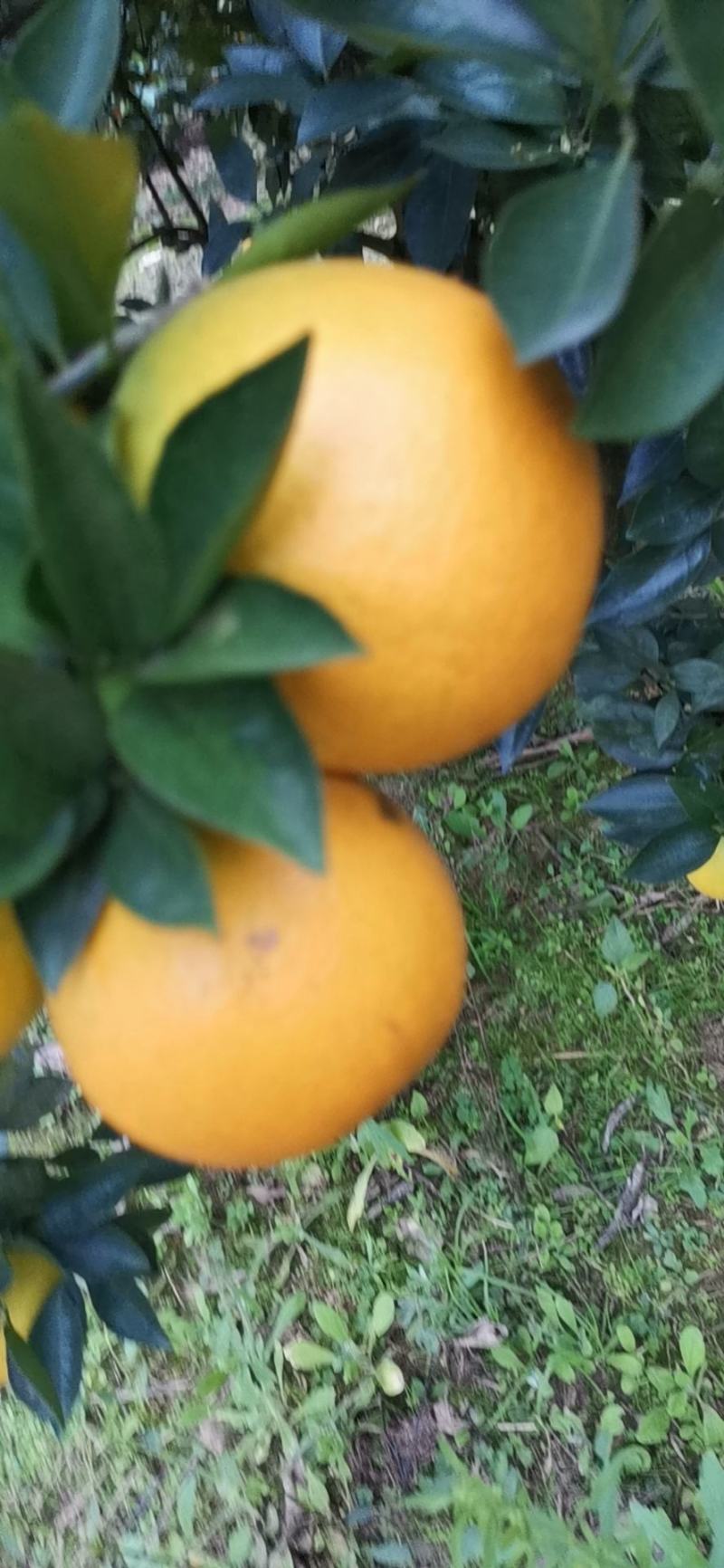 黄土坡的脐橙，皮薄肉厚口感好！无药虫害