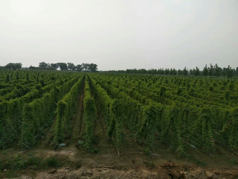 编号:2小白嘴白山药{佛手}基地供应！