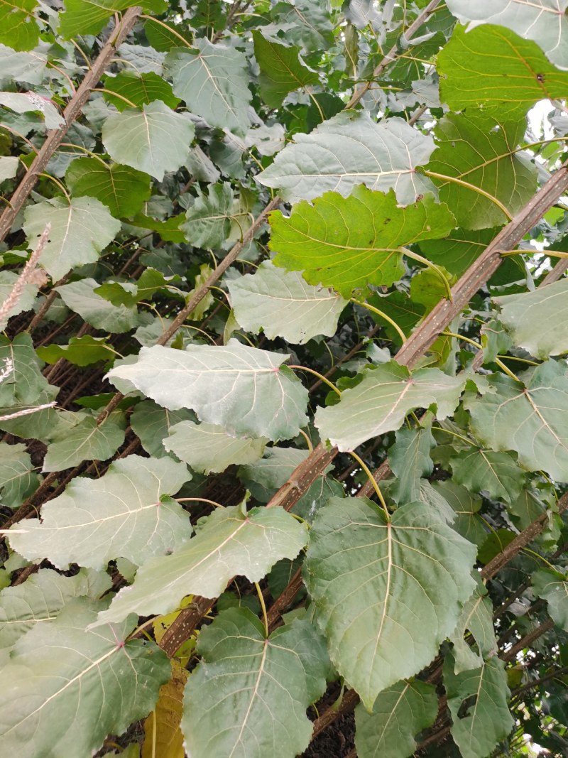土耳其速生杨树苗规格齐全。苗圃直发包成活