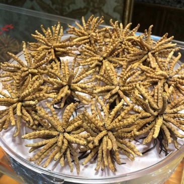 冬虫夏草精品点直销点给你带来好货