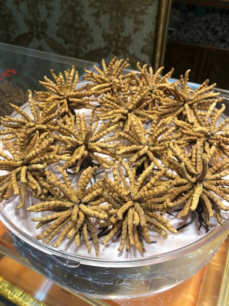 冬虫夏草精品点直销点给你带来好货