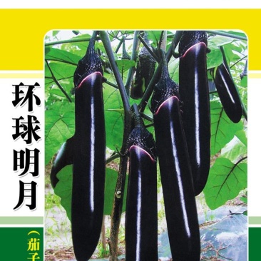 茄子种子优选种子早熟软肉黑紫色茄子四季口感好高产抗病包邮
