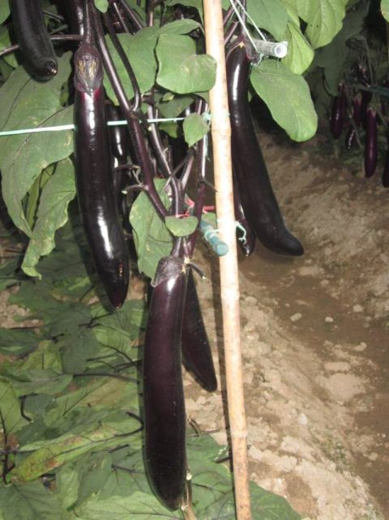 茄子种子优选种子早熟软肉黑紫色茄子四季口感好高产抗病包邮