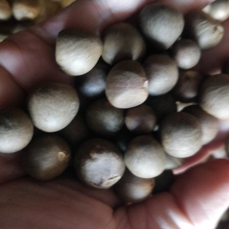 福建福鼎白茶茶叶种子茶籽落地茶果大量供应，百分百发芽