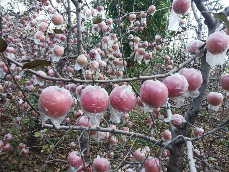 马上就下园的红富士苹果