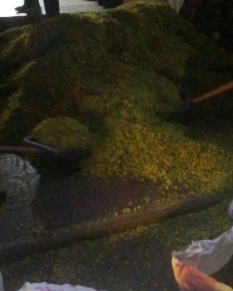 野菊花新货上市量大欢迎下单