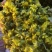 野菊花新货上市量大欢迎下单