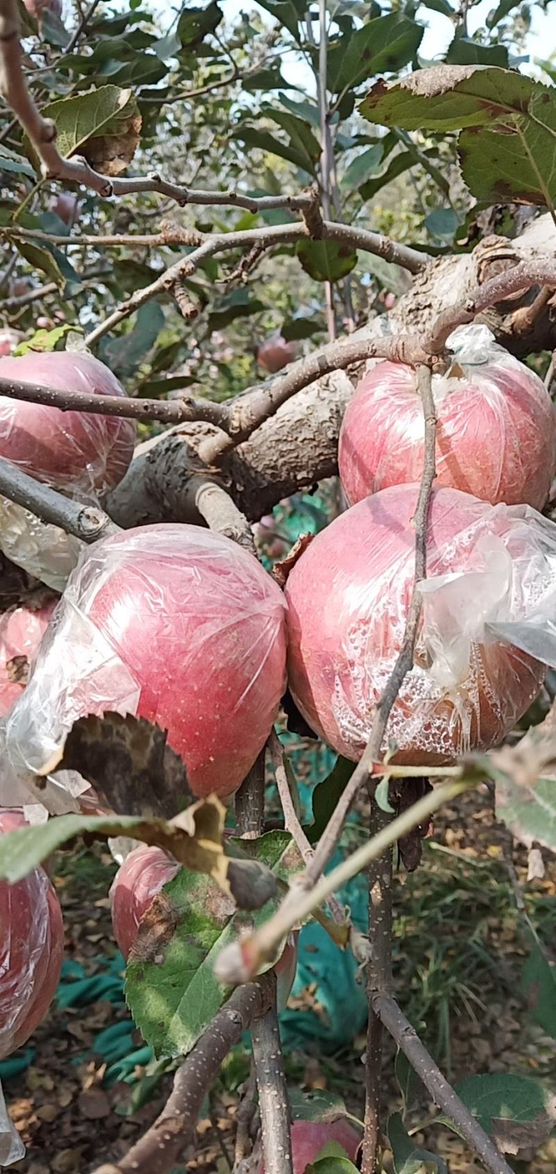 马上就下园的红富士苹果