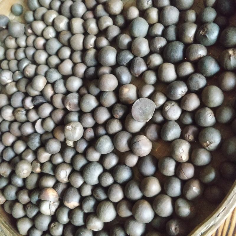 福建福鼎白茶茶叶种子茶籽落地茶果大量现货供应，百分百发芽