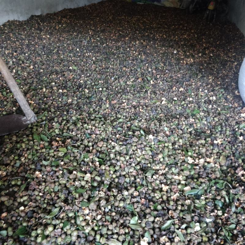 福建福鼎白茶茶叶种子茶籽落地茶果大量现货供应，百分百发芽