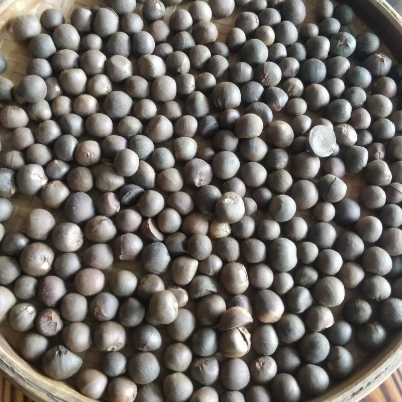 福建福鼎白茶茶叶种子茶籽落地茶果大量现货供应，百分百发芽