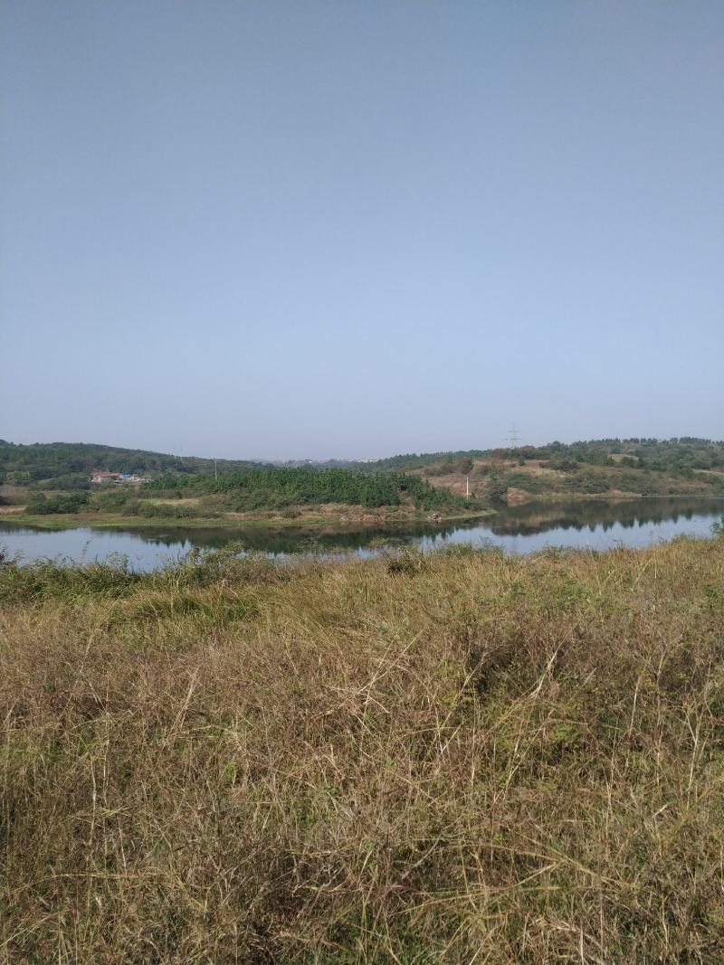 出售钟祥冷水320亩林地荒地