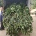 福建野生中草药草珊瑚，九节茶，肿节风干货鲜货大量长期供应