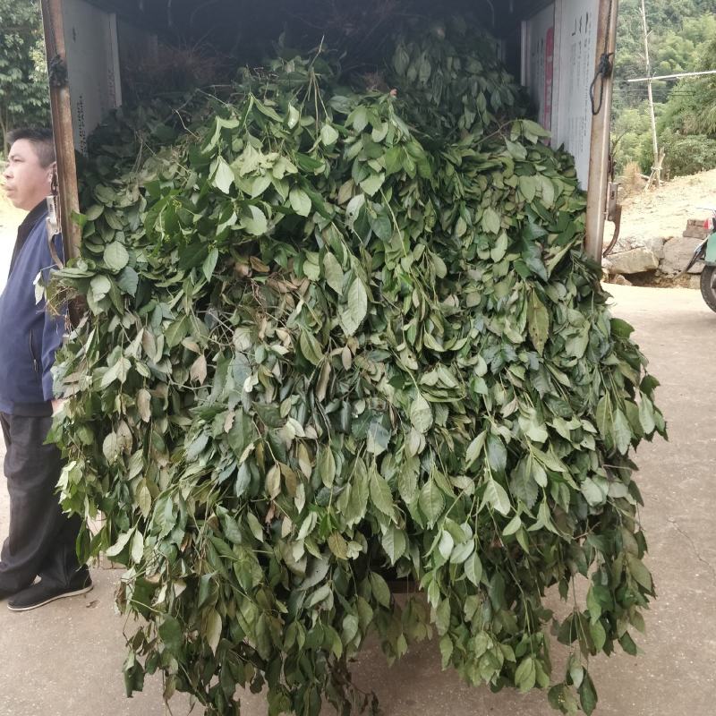 福建野生中草药草珊瑚，九节茶，肿节风干货鲜货大量长期供应