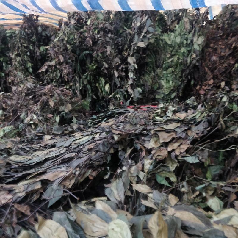 福建野生中草药草珊瑚，九节茶，肿节风干货鲜货大量长期供应