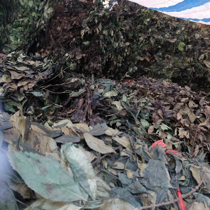 福建野生中草药草珊瑚，九节茶，肿节风干货鲜货大量长期供应