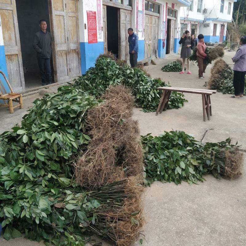福建野生中草药草珊瑚，九节茶，肿节风干货鲜货大量长期供应
