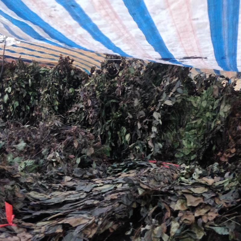 福建野生中草药草珊瑚，九节茶，肿节风干货鲜货大量长期供应