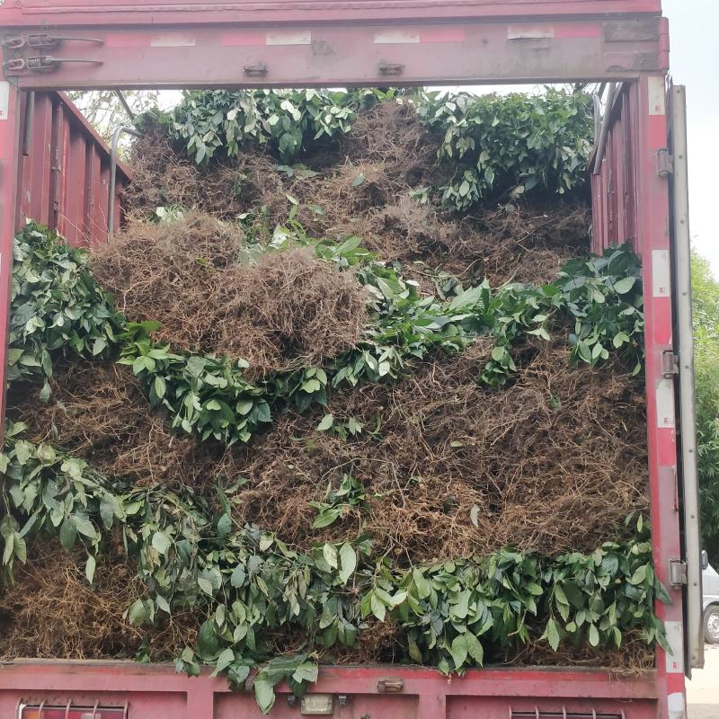 福建野生中草药草珊瑚，九节茶，肿节风干货鲜货大量长期供应