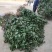 福建野生中草药草珊瑚，九节茶，肿节风干货鲜货大量长期供应