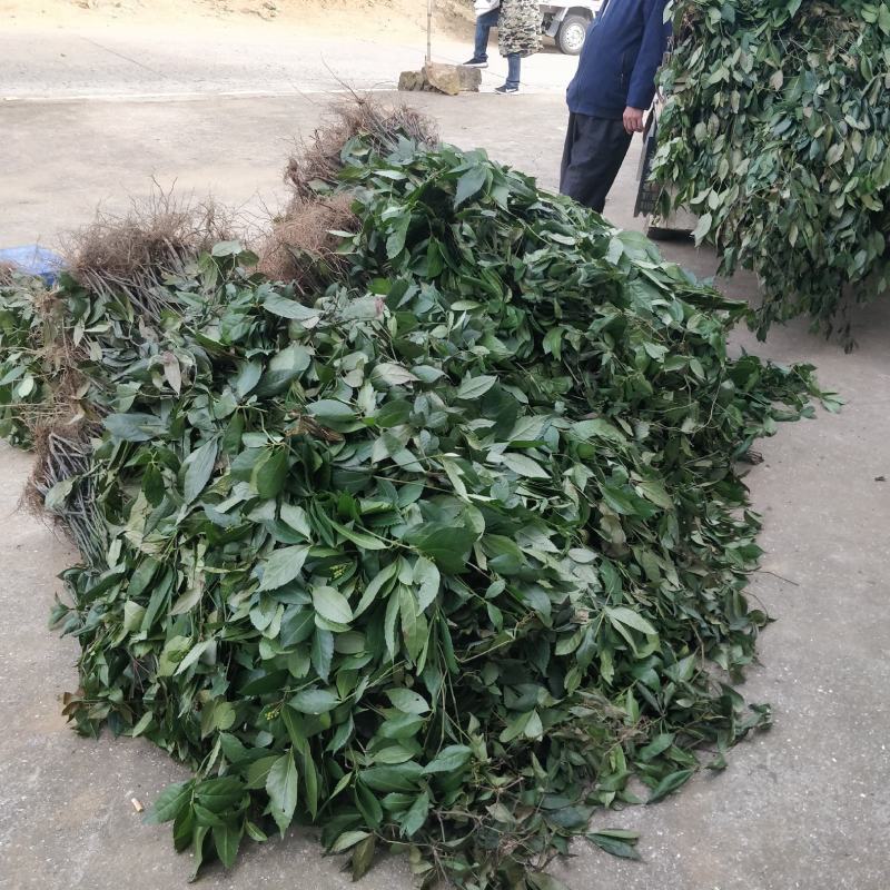 福建野生中草药草珊瑚，九节茶，肿节风干货鲜货大量长期供应