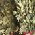 福建野生中草药草珊瑚，九节茶，肿节风干货鲜货大量长期供应