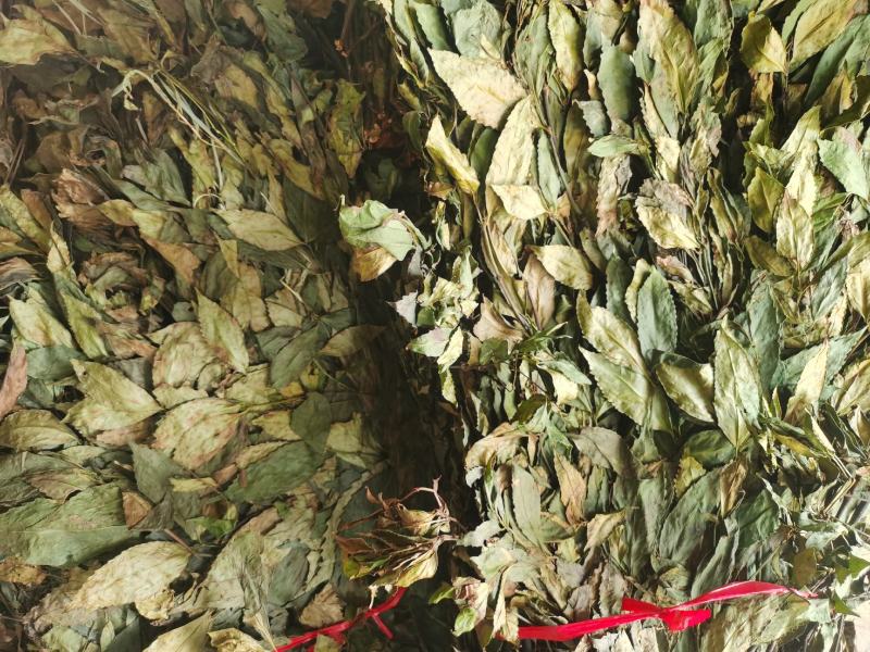 福建野生中草药草珊瑚，九节茶，肿节风干货鲜货大量长期供应